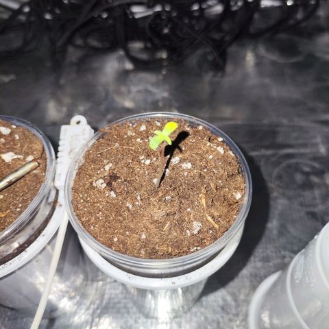 Widakas #1#2 growlog timeline photo