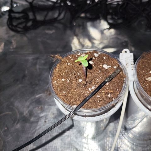 Widakas #1#2 growlog timeline photo