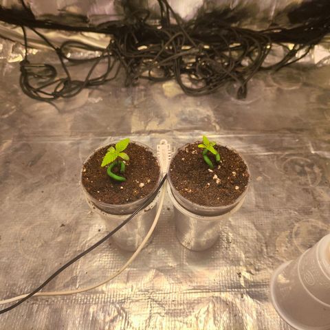 Widakas #1#2 growlog timeline photo