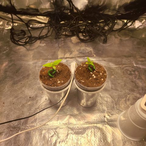 Widakas #1#2 growlog timeline photo