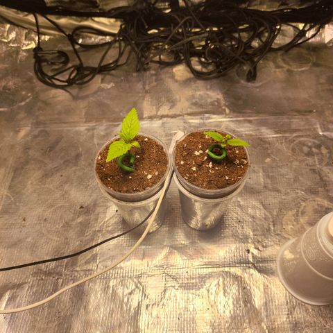 Widakas #1#2 growlog timeline photo