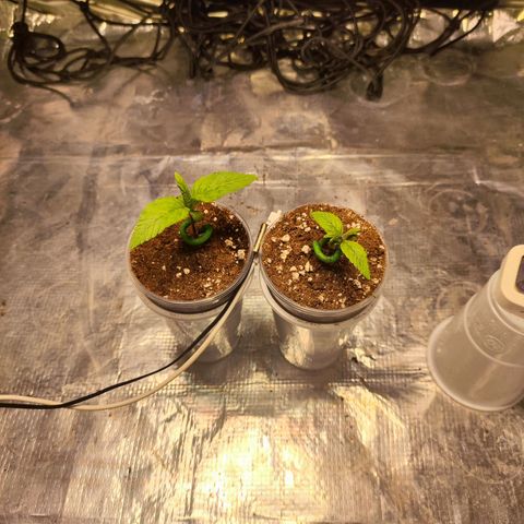 Widakas #1#2 growlog timeline photo
