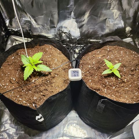 Widakas #1#2 growlog timeline photo