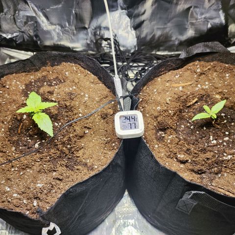 Widakas #1#2 growlog timeline photo