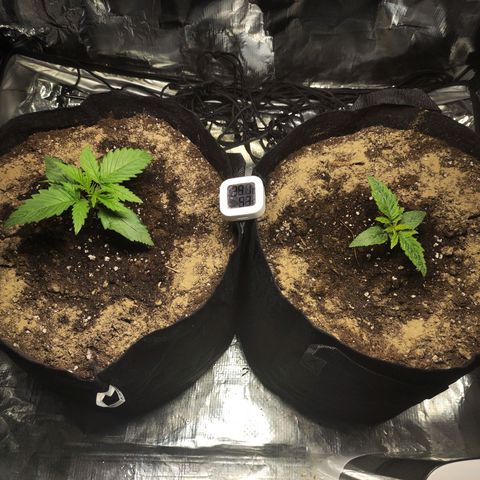 Widakas #1#2 growlog timeline photo