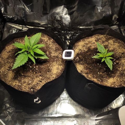 Widakas #1#2 growlog timeline photo