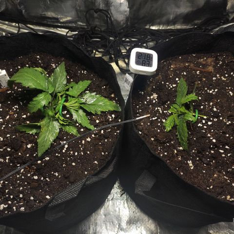 Widakas #1#2 growlog timeline photo