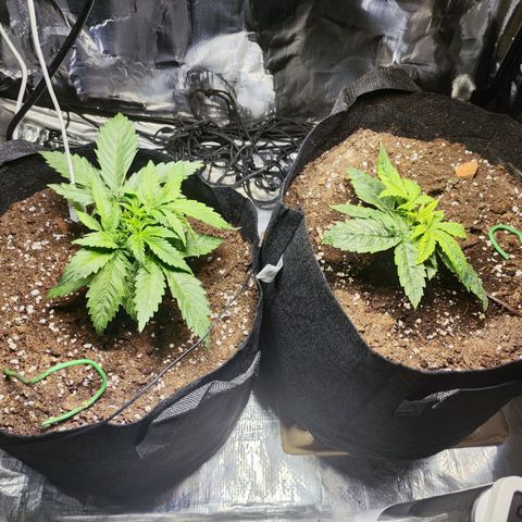 Widakas #1#2 growlog timeline photo