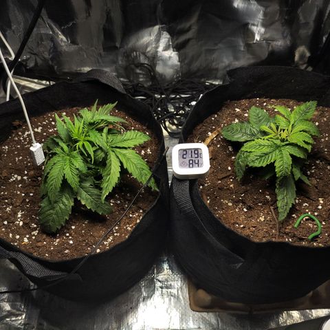 Widakas #1#2 growlog timeline photo