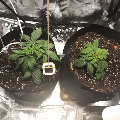 Widakas #1#2 growlog timeline photo