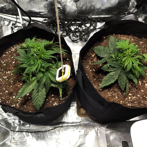 Widakas #1#2 growlog timeline photo