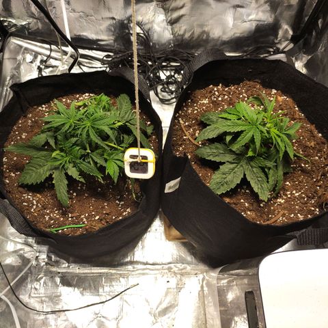 Widakas #1#2 growlog timeline photo
