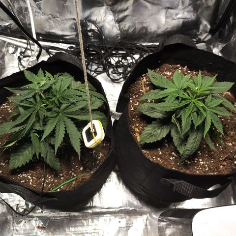 Widakas #1#2 growlog timeline photo