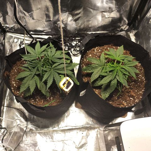 Widakas #1#2 growlog timeline photo