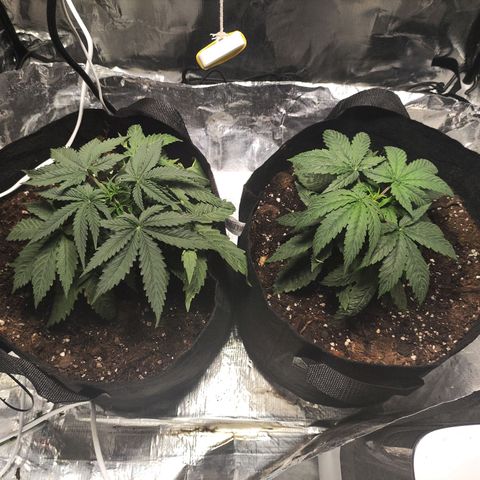 Widakas #1#2 growlog timeline photo