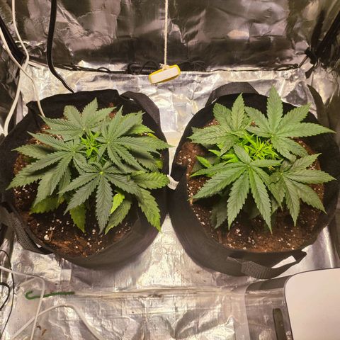 Widakas #1#2 growlog timeline photo