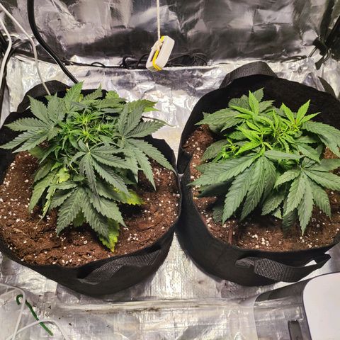 Widakas #1#2 growlog timeline photo