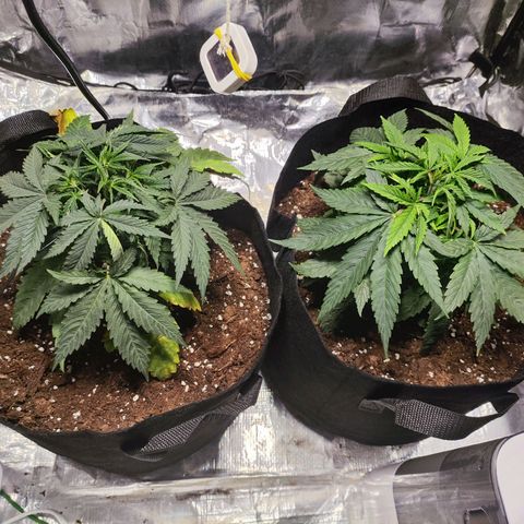 Widakas #1#2 growlog timeline photo