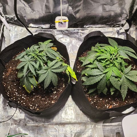 Widakas #1#2 growlog timeline photo