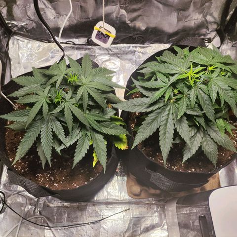 Widakas #1#2 growlog timeline photo