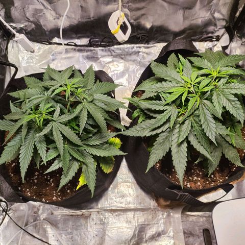 Widakas #1#2 growlog timeline photo