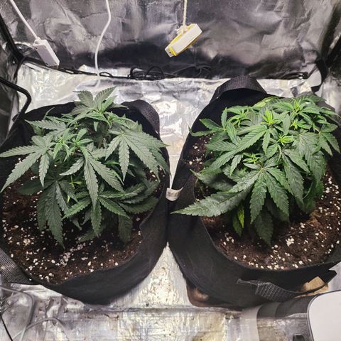 Widakas #1#2 growlog timeline photo