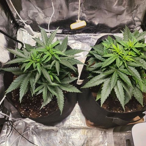 Widakas #1#2 growlog timeline photo