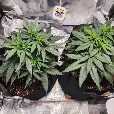 Widakas #1#2 growlog timeline photo