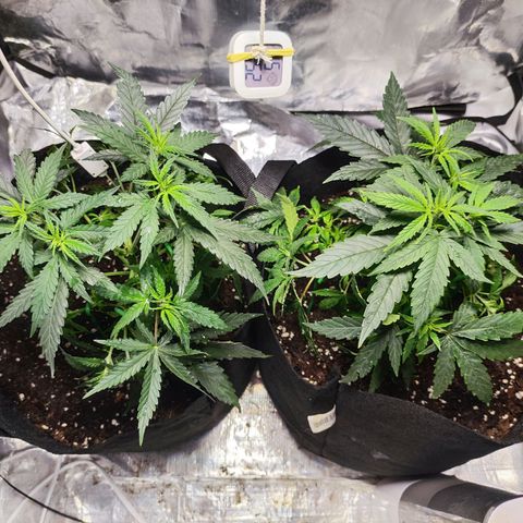 Widakas #1#2 growlog timeline photo