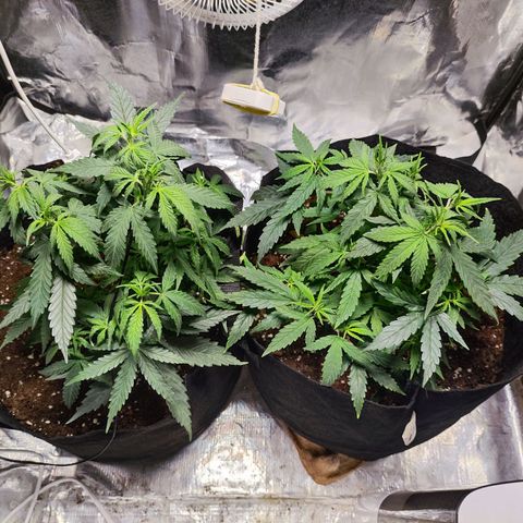 Widakas #1#2 growlog timeline photo