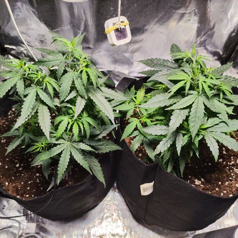 Widakas #1#2 growlog timeline photo