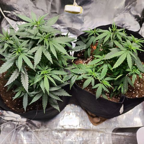Widakas #1#2 growlog timeline photo