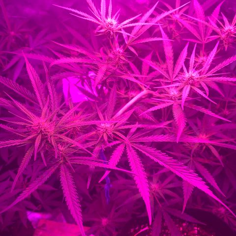 Triple cheese  growlog timeline photo