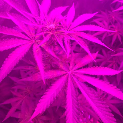 Runt muffin growlog timeline photo
