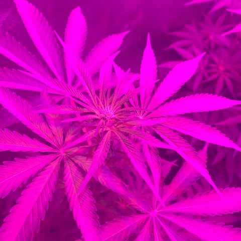 Runt muffin growlog timeline photo