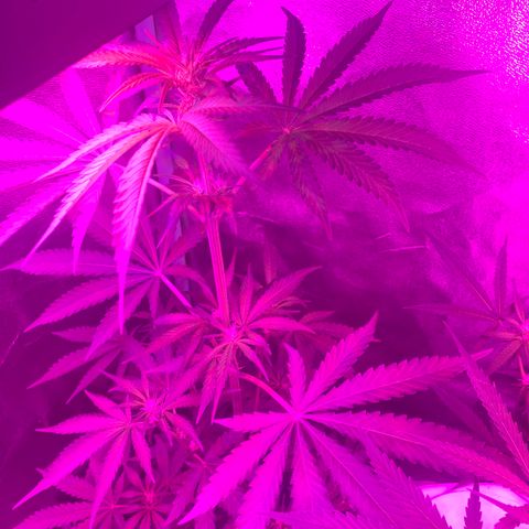 Runt muffin growlog timeline photo
