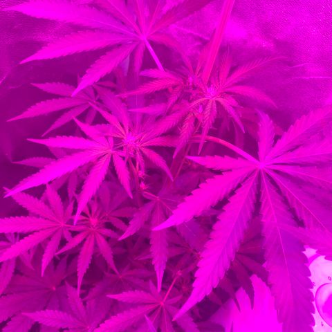 Runt muffin growlog timeline photo