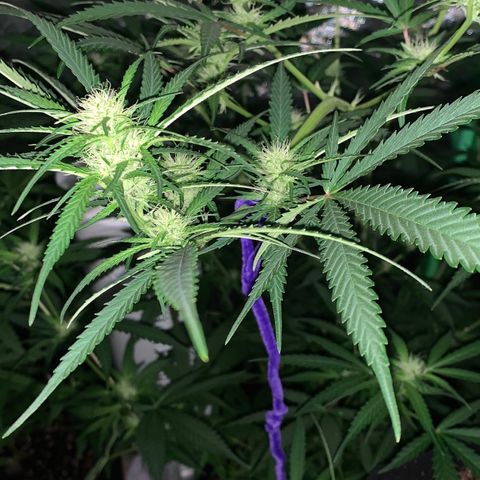 Triple cheese  growlog timeline photo