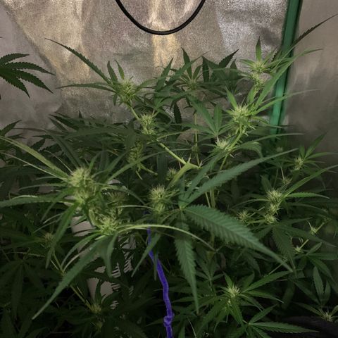 Triple cheese  growlog timeline photo