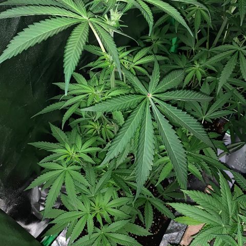 Runt muffin growlog timeline photo