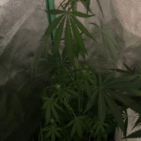 Runt muffin growlog timeline photo