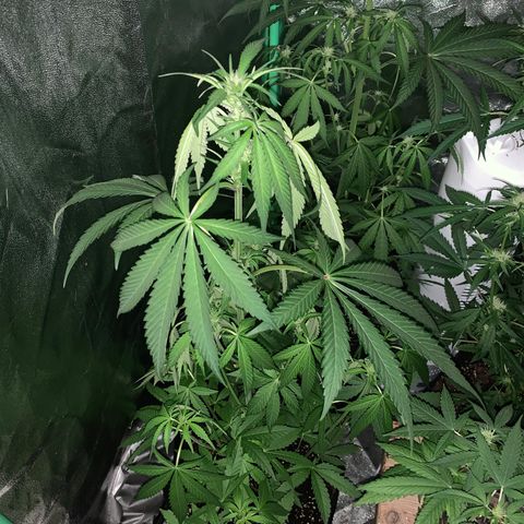 Runt muffin growlog timeline photo