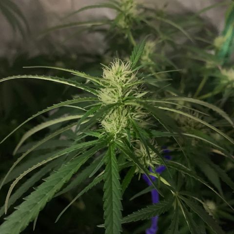 Triple cheese  growlog timeline photo