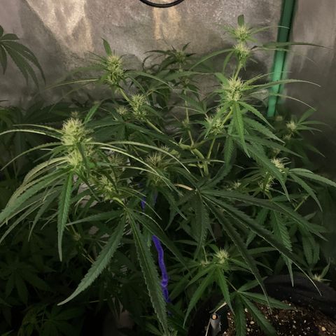 Triple cheese  growlog timeline photo