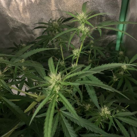 Triple cheese  growlog timeline photo