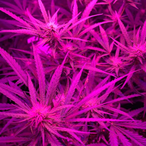 Triple cheese  growlog timeline photo