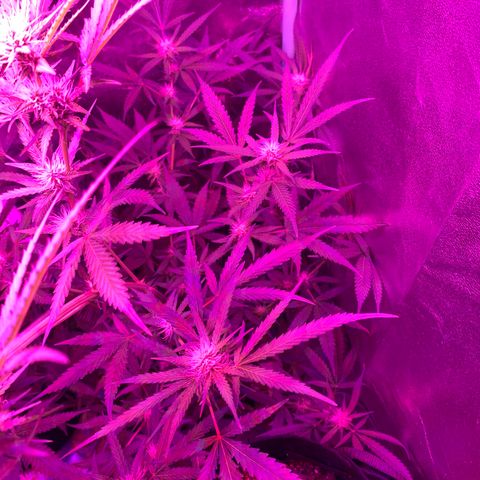 Triple cheese  growlog timeline photo