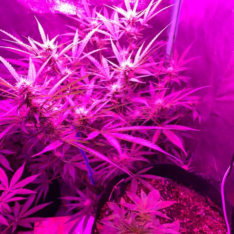 Triple cheese  growlog timeline photo