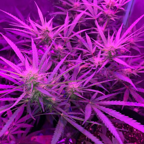 Triple cheese  growlog timeline photo