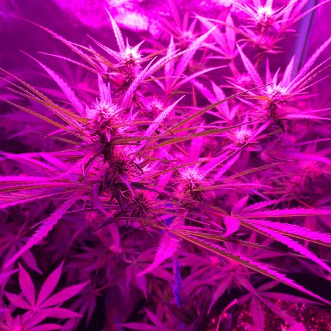 Triple cheese  growlog timeline photo